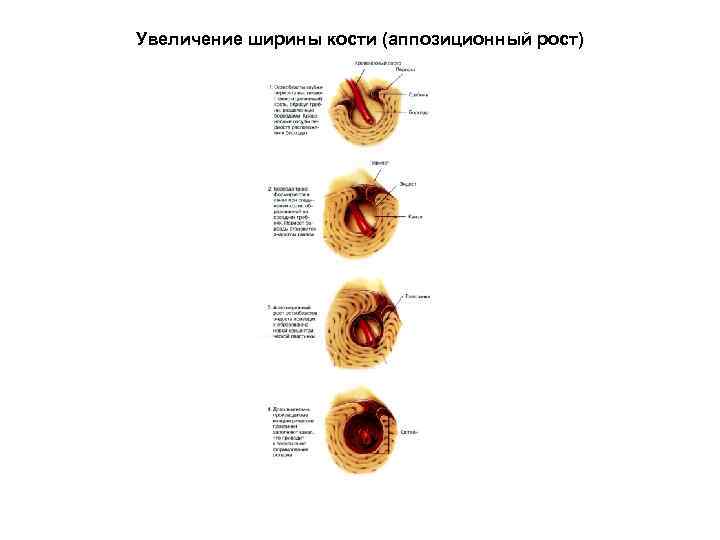 Аппозиционный рост хряща. Аппозиционный рост кости. Аппозиционный рост хряща происходит за счет. Аппозиционный рост и интерстициальный рост хряща. Аппозиционный рост гистология.