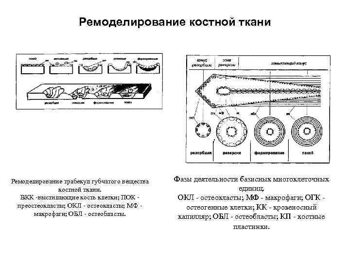 Ремоделирование костной ткани Ремоделирование трабекул губчатого вещества костной ткани. ВКК выстилающие кость клетки; ПОК