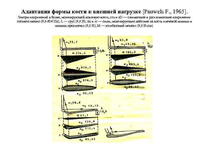 Адаптация формы кости к внешней нагрузке [Pauwels F. , 1965]. Эпюры напряжений в балке,