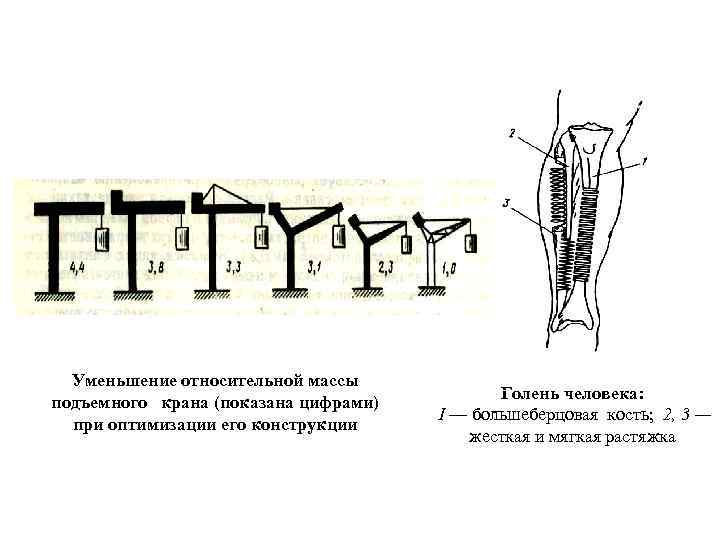 Уменьшение относительной массы подъемного крана (показана цифрами) при оптимизации его конструкции Голень человека: I