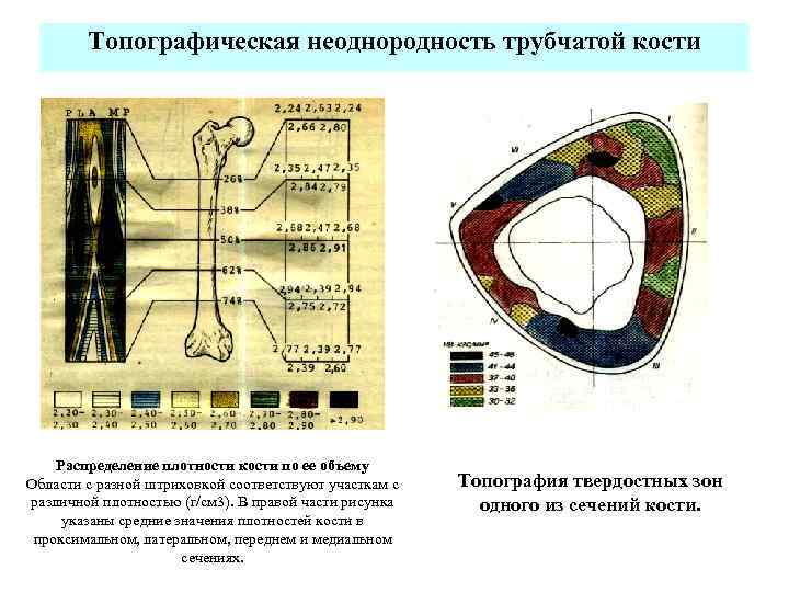 Плотность костей