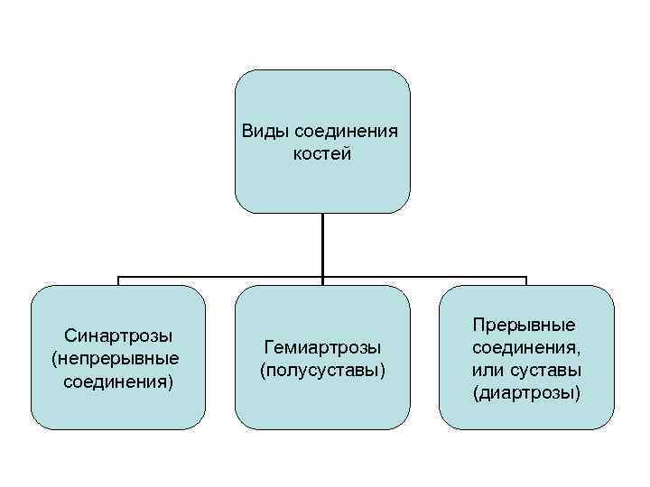 Виды соединения костей Синартрозы (непрерывные соединения) Гемиартрозы (полусуставы) Прерывные соединения, или суставы (диартрозы) 