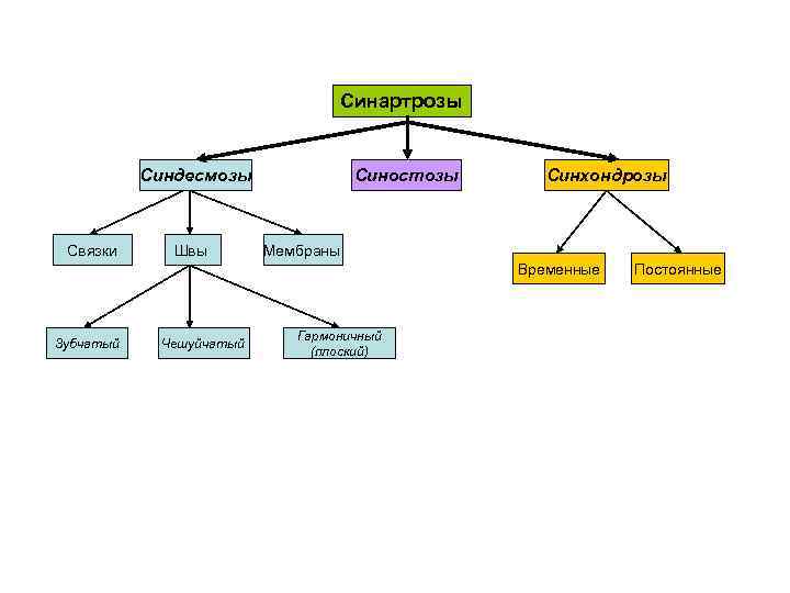Синартрозы Синостозы Синдесмозы Связки Швы Синхондрозы Мембраны Временные Зубчатый Чешуйчатый Гармоничный (плоский) Постоянные 