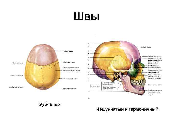 Швы Зубчатый Чешуйчатый и гармоничный 