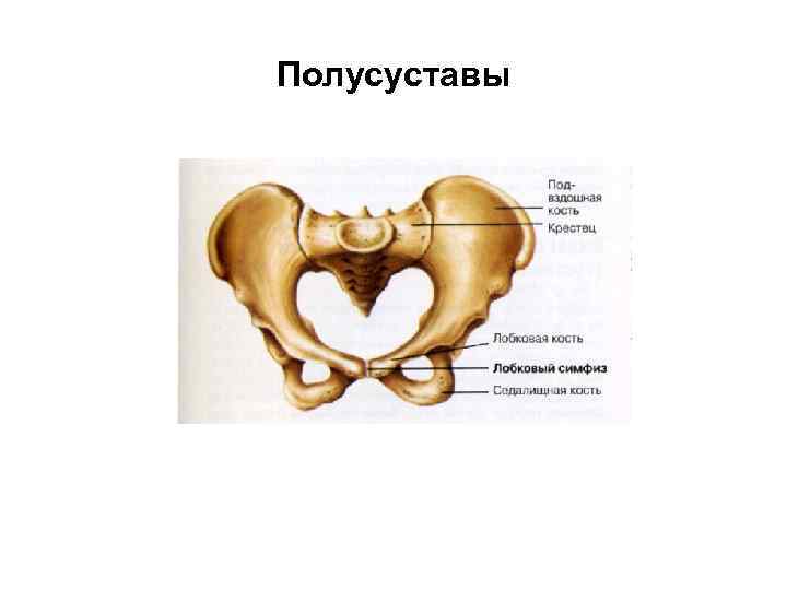 Полусуставы 