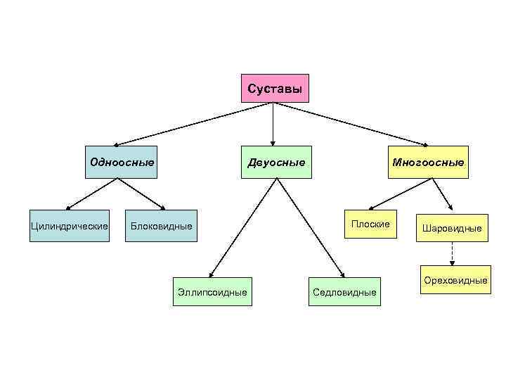 Суставы Одноосные Цилиндрические Двуосные Блоковидные Многоосные Плоские Шаровидные Ореховидные Эллипсоидные Седловидные 
