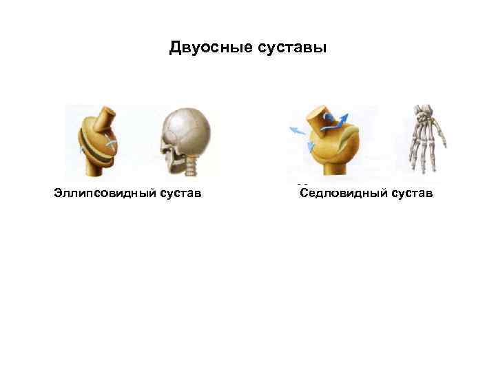 Двуосные суставы Эллипсовидный сустав Седловидный сустав 