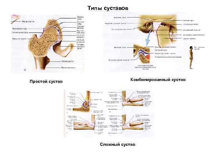 3 типа суставов