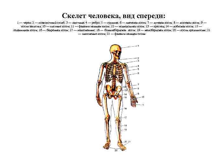 Скелет человека, вид спереди: 1 — череп; 2 — позвоночный столб; 3 — ключица;