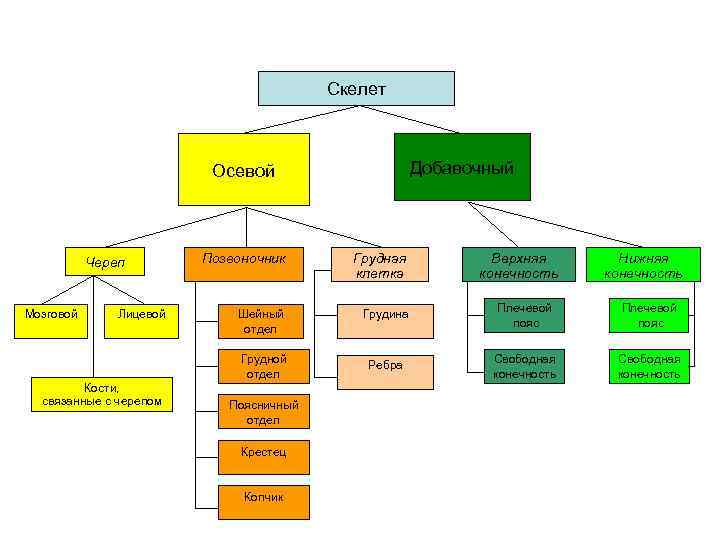 Скелет Добавочный Осевой Мозговой Лицевой Кости, связанные с черепом Позвоночник Грудная клетка Шейный отдел