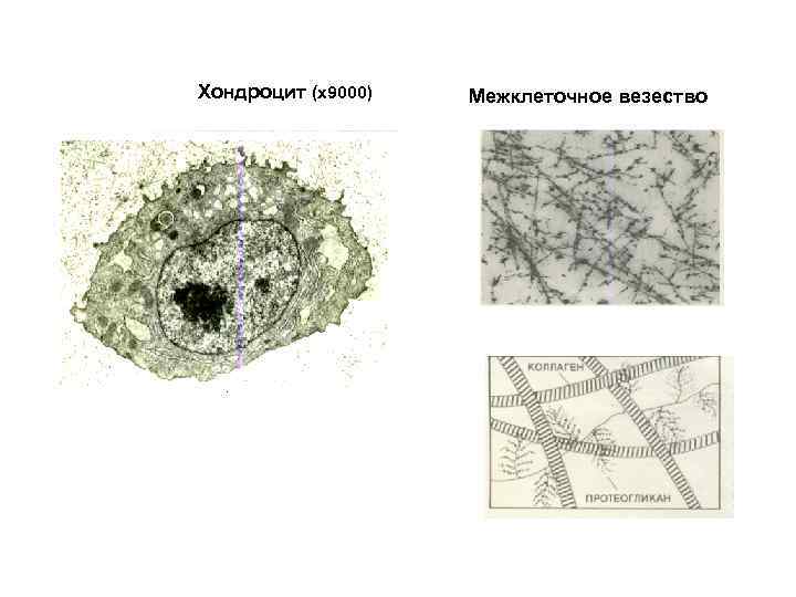 Хондроцит (х9000) Межклеточное везество 