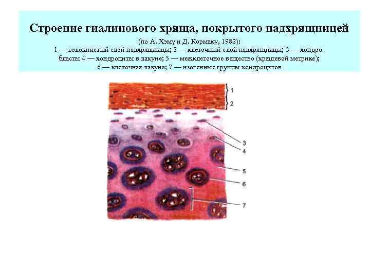 Строение гиалинового хряща, покрытого надхрящницей (по А. Хэму и Д. Кормаку, 1982): 1 —