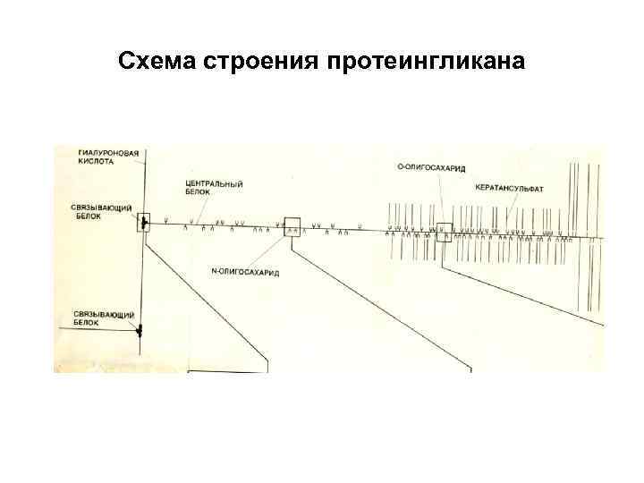 Схема строения протеингликана 