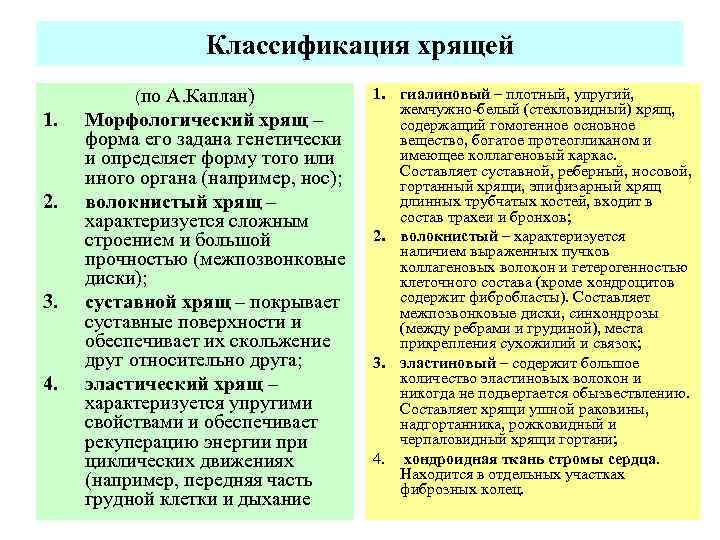 Классификация хрящей (по 1. 2. 3. 4. А. Каплан) Морфологический хрящ – форма его