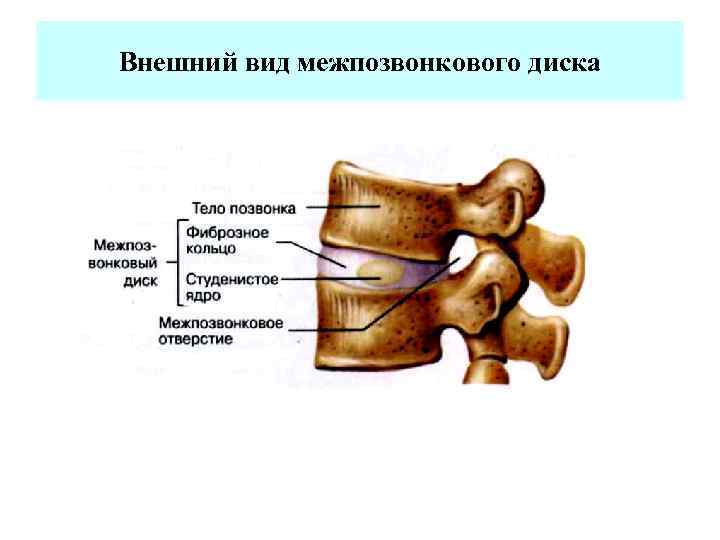 Внешний вид межпозвонкового диска 