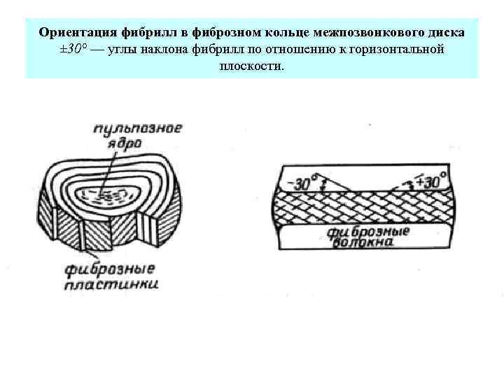 Ориентация фибрилл в фиброзном кольце межпозвонкового диска ± 30° — углы наклона фибрилл по