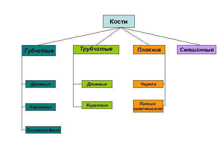 Кости Трубчатые Плоские Длинные Черепа Короткие Поясов конечностей Губчатые Сесамовидные Смешанные 
