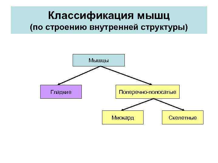 Классификация мышц (по строению внутренней структуры) Мышцы Гладкие Поперечно-полосатые Миокард Скелетные 