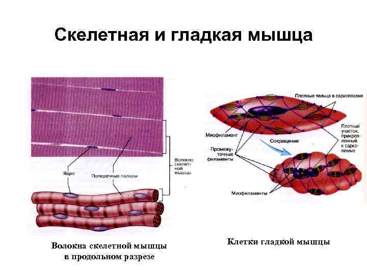 Строение клетки гладкая мышечная ткань. Строение гладких мышц физиология. Строение гладкого мышечного волокна. Строение мышечной клетки. Строение скелетной мышцы физиология.
