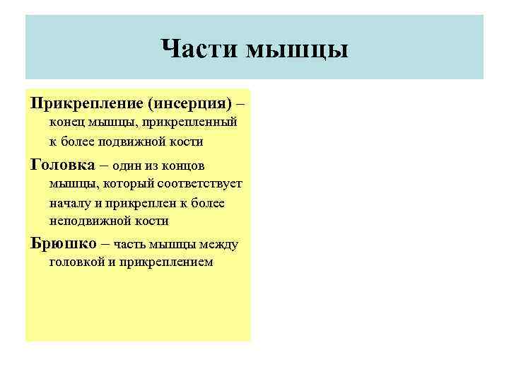 Части мышцы Прикрепление (инсерция) – конец мышцы, прикрепленный к более подвижной кости Головка –