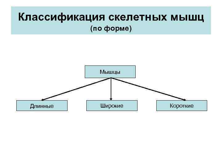 Классификация скелетных мышц (по форме) Мышцы Длинные Широкие Короткие 