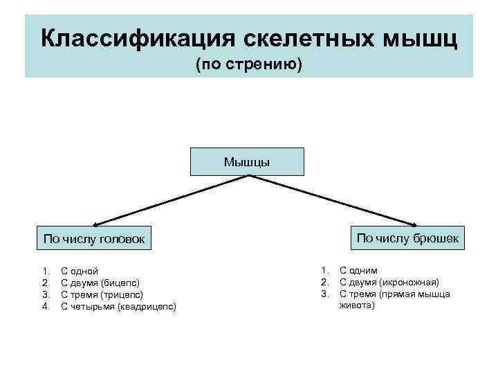 Классификация скелетных мышц (по стрению) Мышцы По числу брюшек По числу головок 1. 2.