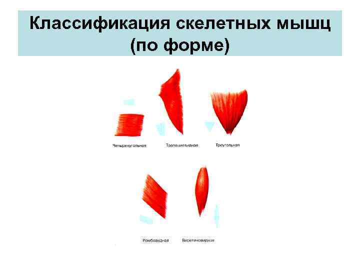 Классификация скелетных мышц (по форме) 