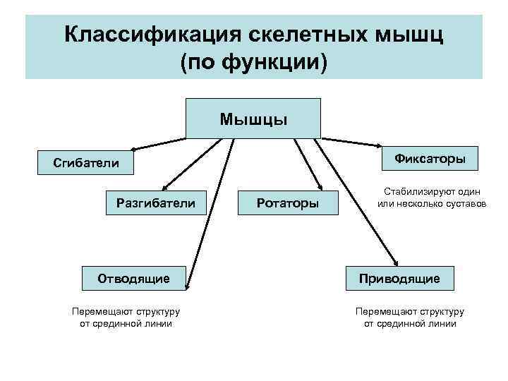 Классификация скелетных мышц (по функции) Мышцы Фиксаторы Сгибатели Разгибатели Отводящие Перемещают структуру от срединной