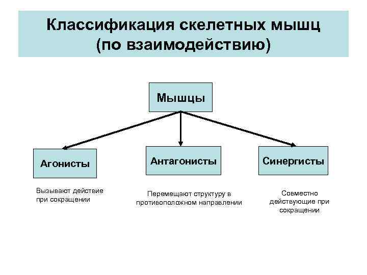 Классификация скелетных мышц (по взаимодействию) Мышцы Агонисты Вызывают действие при сокращении Антагонисты Перемещают структуру
