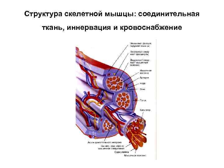 Кровоснабжение мышц. Скелетные мышцы, их строение, кровоснабжение и иннервация.. Кровоснабжение и иннервация скелетной мышечной ткани. Особенности кровотока в скелетных мышцах. Кровоснабжение и иннервация скелетной мышцы.