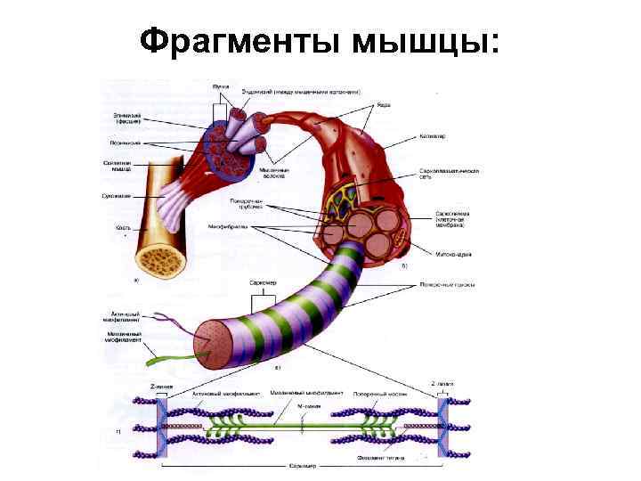 Фрагменты мышцы: 
