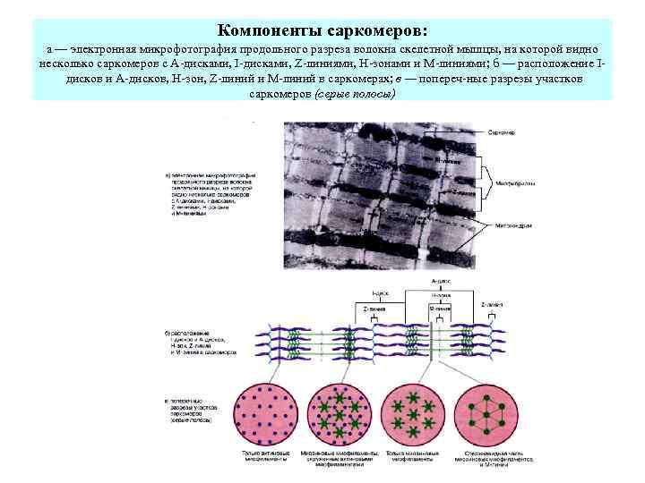 Компоненты саркомеров: а — электронная микрофотография продольного разреза волокна скелетной мышцы, на которой видно