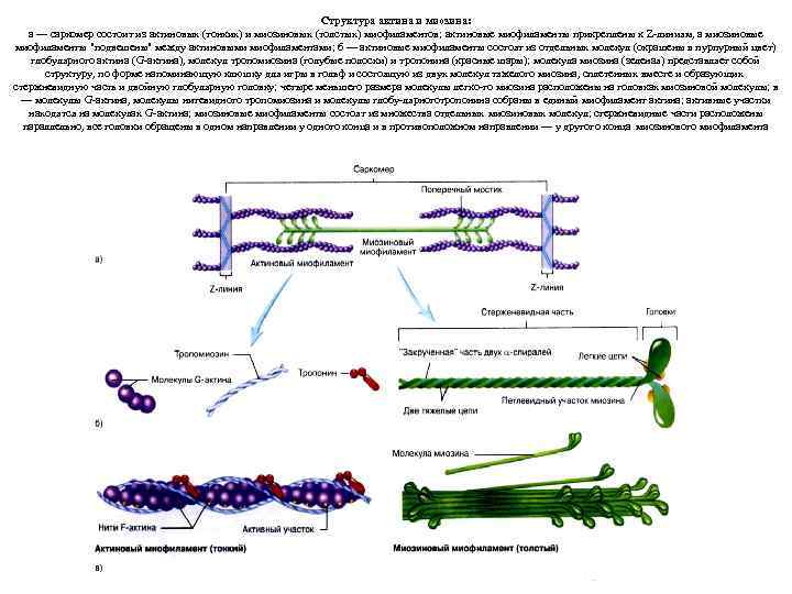 Структура актина и миозина: а — саркомер состоит из актиновых (тонких) и миозиновых (толстых)