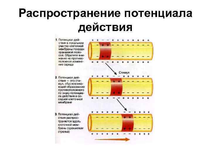 Распространение потенциала действия 