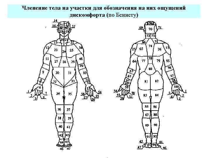 Какие участки тела. Участки тела. Различные участки тела зоны рисунки. Анатомия тела участки. Как называются участки тела.