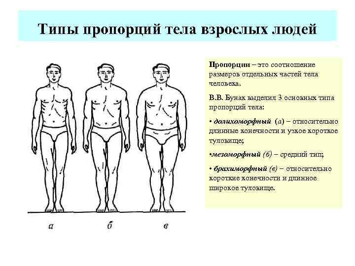 Типы пропорций тела взрослых людей Пропорции – это соотношение размеров отдельных частей тела человека.