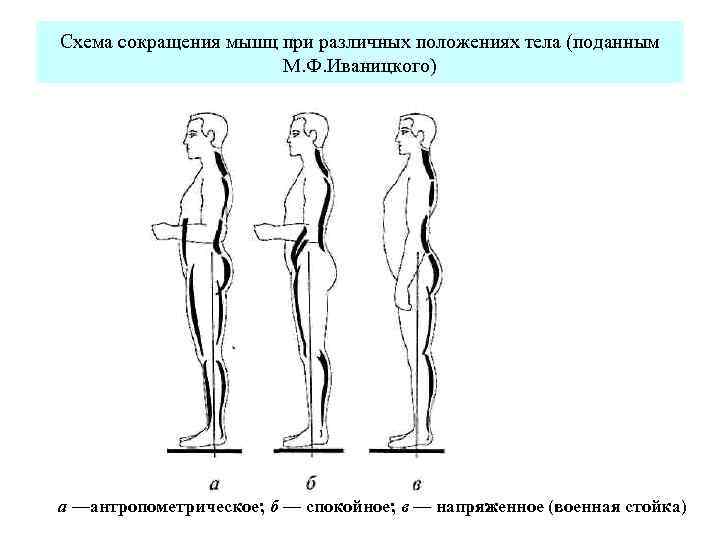 Вертикальное положение тела