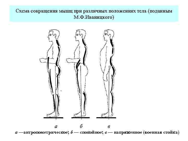 Туловище положение