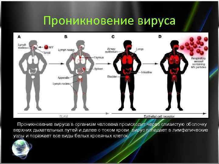 Проникновение вируса в организм человека происходит через слизистую оболочку верхних дыхательных путей и далее