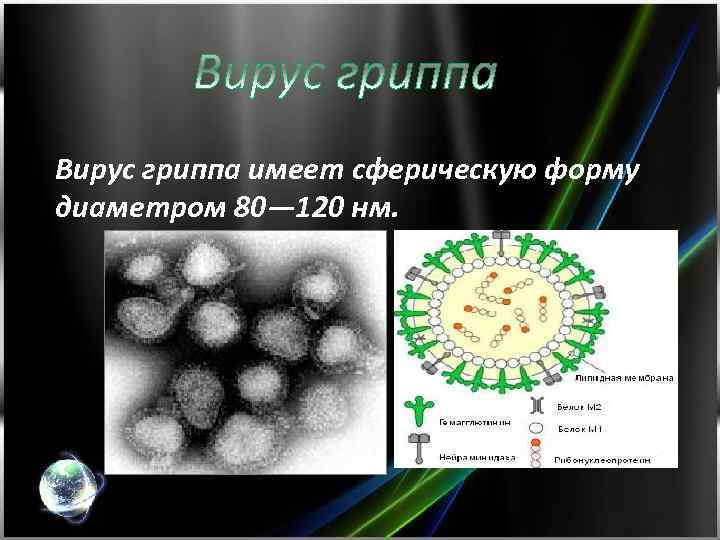 Вирус гриппа имеет сферическую форму диаметром 80— 120 нм. 