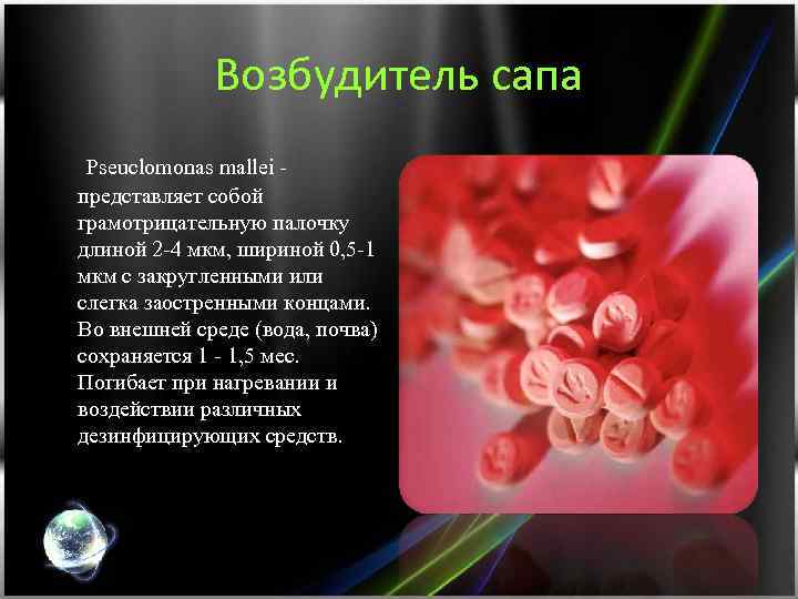 Возбудитель сапа Pseuclomonas mallei - представляет собой грамотрицательную палочку длиной 2 -4 мкм, шириной