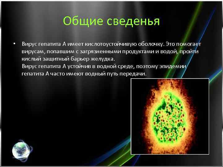 Общие сведенья • Вирус гепатита А имеет кислотоустойчивую оболочку. Это помогает вирусам, попавшим с