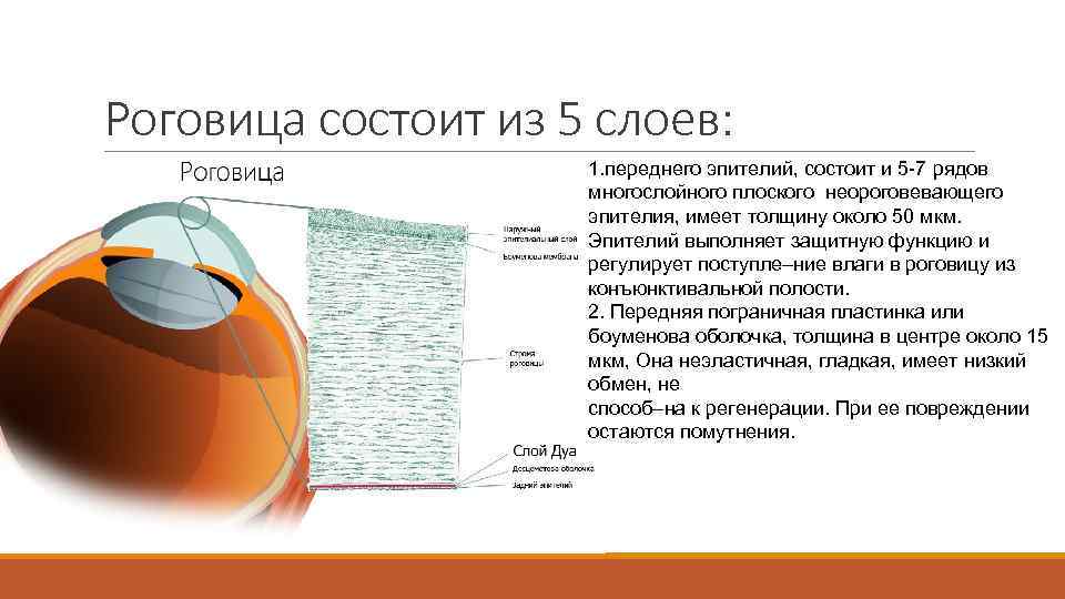 Роговица состоит из 5 слоев: 1. переднего эпителий, состоит и 5 -7 рядов многослойного