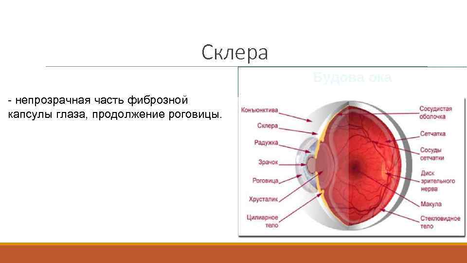 Склера - непрозрачная часть фиброзной капсулы глаза, продолжение роговицы. 