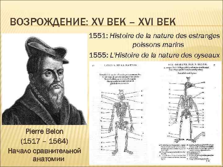 ВОЗРОЖДЕНИЕ: ХV ВЕК – ХVI ВЕК 1551: Histoire de la nature des estranges poissons