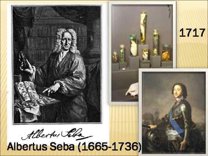 1717 Albertus Seba (1665 -1736) 