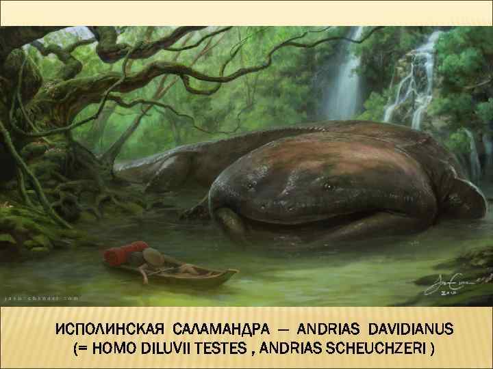 ИСПОЛИНСКАЯ САЛАМАНДРА — ANDRIAS DAVIDIANUS (= HOMO DILUVII TESTES , ANDRIAS SCHEUCHZERI ) 