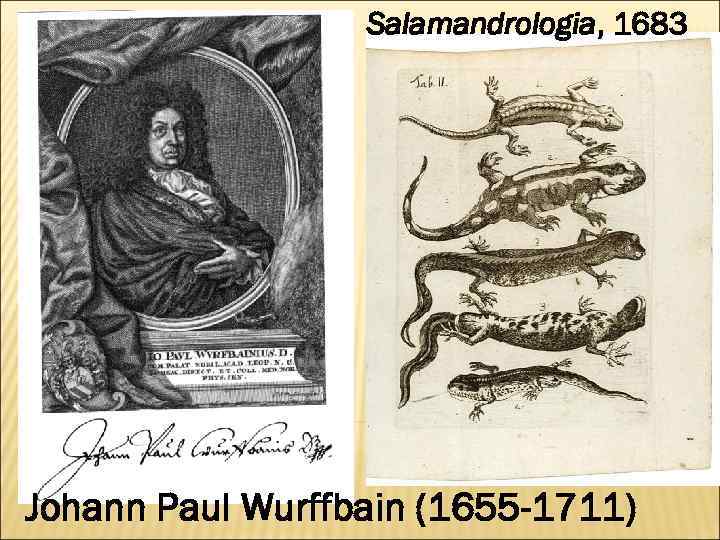 Salamandrologia, 1683 Johann Paul Wurffbain (1655 -1711) 