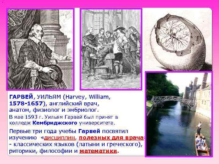 ' ГАРВЕЙ, УИЛЬЯМ (Harvey, William, 1578 -1657), английский врач, анатом, физиолог и эмбриолог. В