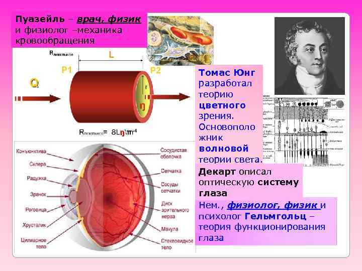Пуазейль – врач, физик и физиолог –механика кровообращения Томас Юнг разработал теорию цветного зрения.